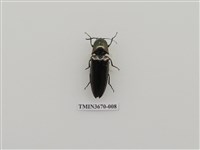 藏品(叩頭蟲(1))的圖片